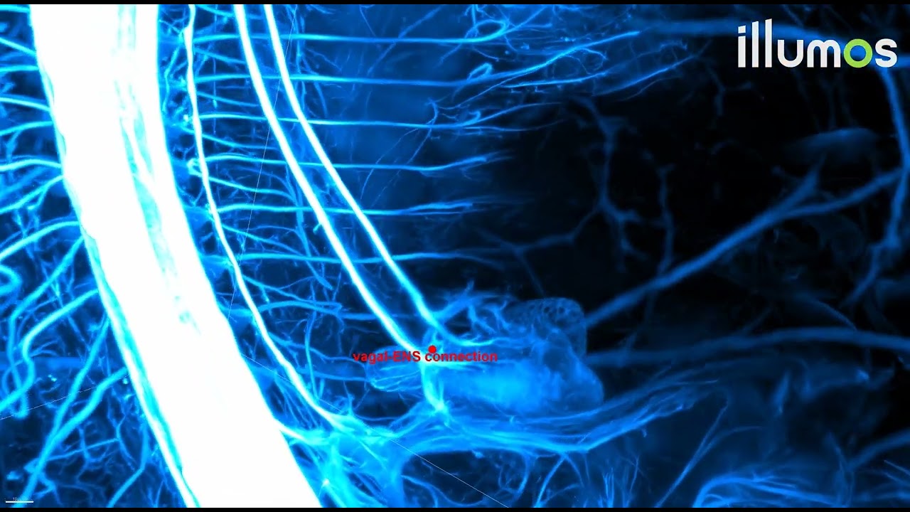 Mouse embryo near term, CNS + PNS + ENS