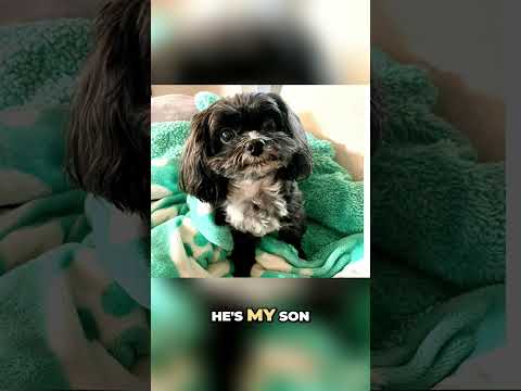 Dogs Are Not Colorblind