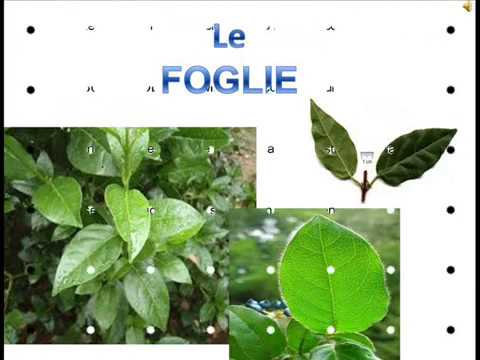 Come utilizzare le bacche di viburno nellipertensione intonaco per ... Malattie del viburno lucido
