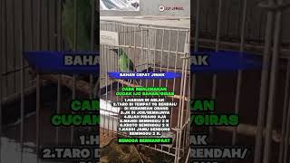 Download lagu Cara Cepat Menjinakan Burung Cucak Ijo #shorts mp3