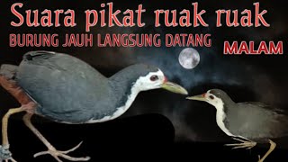 Download lagu SUARA PEMANGGIL BURUNG RUAK RUAK MALAM HARI mp3 Download lagu SUARA PEMANGGIL BURUNG RUAK RUAK MALAM HARI mp3