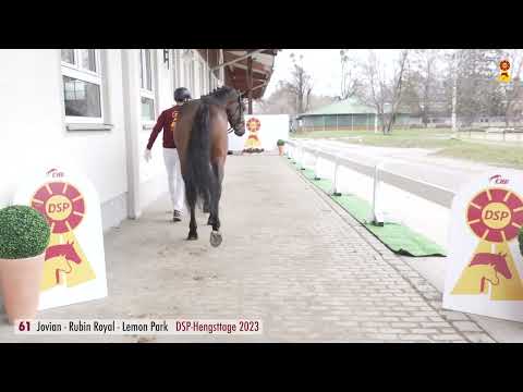 61 Jovian Rubin Royal