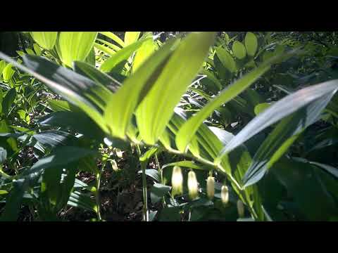 Pieczęć salomona czyli kokoryczka