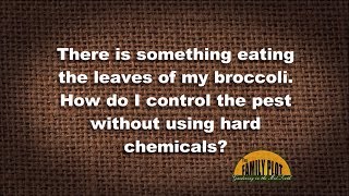 Q&A – How do I control broccoli worms without harsh chemicals?