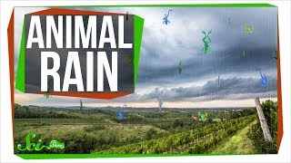 Why Frogs Sometimes Fall From the Sky