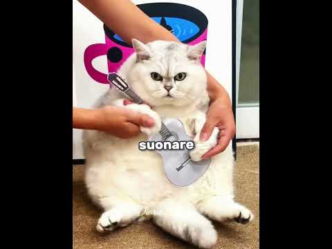 Questo Gatto Non Vuole Proprio Dimagrire! 🐱💖