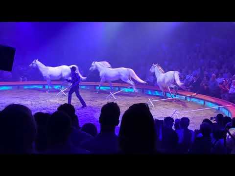 Zirkus Knie horses