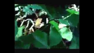 Jasper -Caetano Veloso (Dorea Mix)