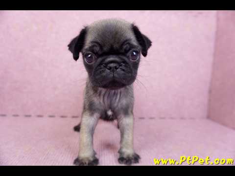 09/08巴哥公幼犬(台南善化)