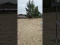 Cheval pour loisir CSO/Randonnée