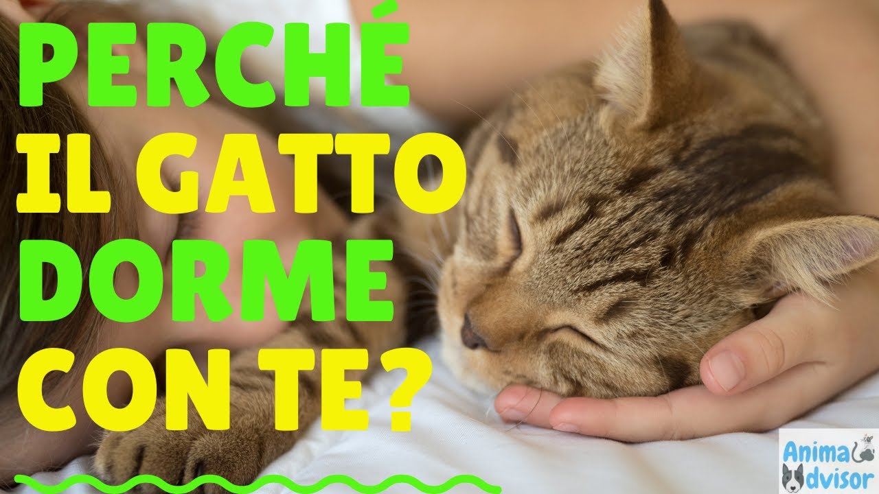 PERCHÉ IL GATTO DORME CON TE?
