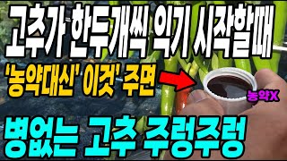 고추가 한두개씩익기 시작할때 농약대신 이것을 주면 병없는 고추가 주렁주렁! 각종바이러스병 때려잡는 천연살균제
