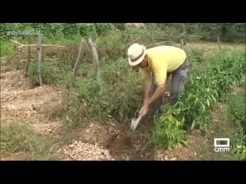 El huerto de Pedro. Ancha es Castilla - La Mancha.
