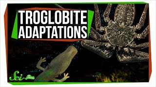 6 Animals with Extraordinary Adaptations to Cave Life