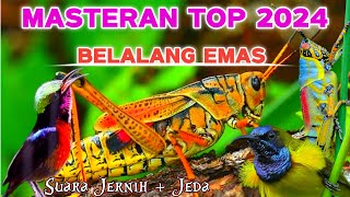 Download lagu MASTERAN TOP 2024 SUARA BELALANG EMAS JERNIH DAN JEDA TERAPI AIR mp3 Download lagu MASTERAN TOP 2024 SUARA BELALANG EMAS JERNIH DAN JEDA TERAPI AIR mp3