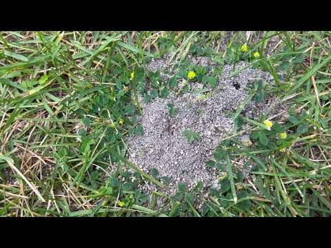 Mounds & Mounds of Ants Found in the Backyard in Allentown, NJ