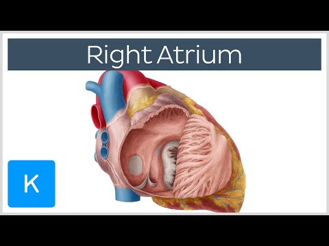 Right Atrium - Location, Anatomy & Function - Human Anatomy | Kenhub