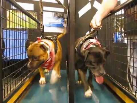 Top Dog Walking Machines Sun Canine Stars Gold Coast Pet Expo