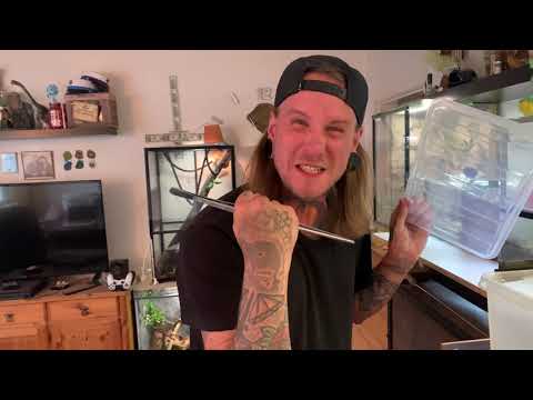 Make over hos Rhamphiophis rubropunctatus (Næbnudlerne)