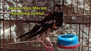 Download lagu Suara anis macan ngeplong santai mp3