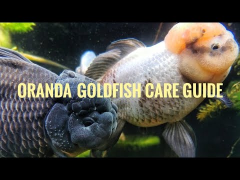 , title : 'Caring for Oranda Goldfish!'