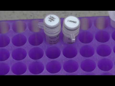 Electrophoretic analysis of nucleic acids: EMSA and DNase
