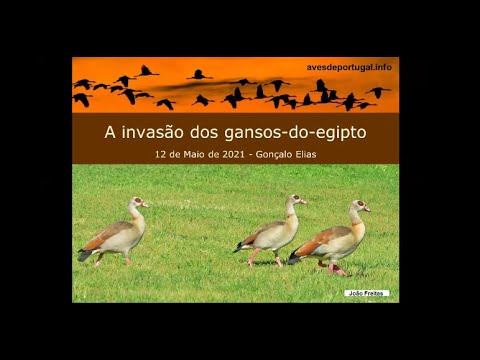 , title : 'A invasão dos gansos-do-egipto'
