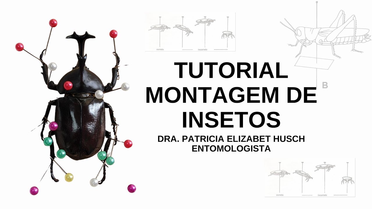 Tutorial para montagem de insetos   vídeo 1