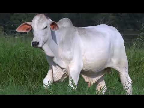 6764 FIV DO DIAMANTINO