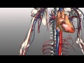 Veins of the body - PART 1 - Anatomy Tutorial