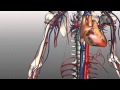 Veins Of The Body PART 1 Anatomy Tutorial