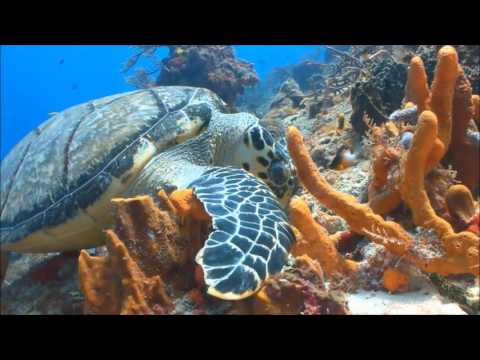 Exploring the Coral Reef  Learn about Oceans for Kids   FreeSchool