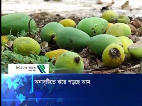 অনাবৃষ্টিতে ঝরে পড়ছে আম
