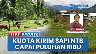 Daftar Kuota Pengiriman Ternak Antar Provinsi, Kabupaten Bima & Sumbawa Tertinggi, KSB 1.000 Eko