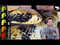 False Water Cobra, The Best Pet Snake?