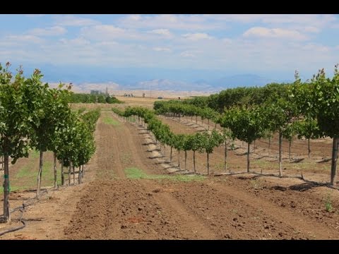 Licensing New California Pistachio Varieties