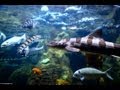 Relaxing 3 Hour Video of Ocean Fish 