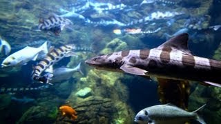 ♥♥ Relaxing 3 Hour Video of Ocean Fish