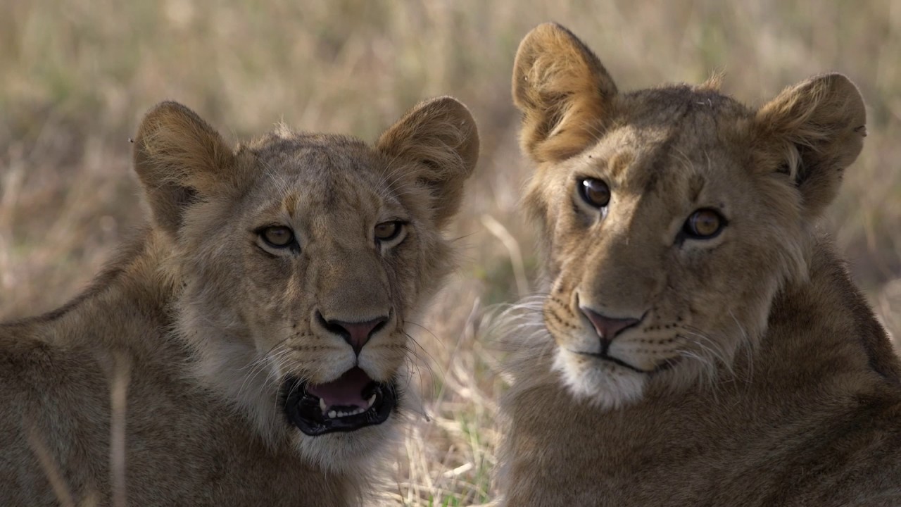 The Circle of Life in the Masai Mara with Saruni Lodges & Camps, Kenya