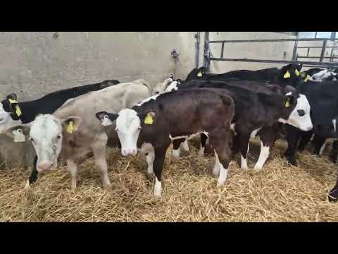 14 Heifers Ready for grass - Image 2