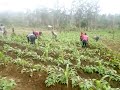 KNTS Kola Nut Tree Services IDPs Working On Farm For Their Sustenance