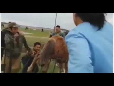 Видеофакт: В Якутии спасатели вызволили застрявшего в ограде жеребенка