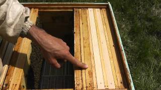 Как поднять пчелиный расплод в верхний ярус - Видео онлайн