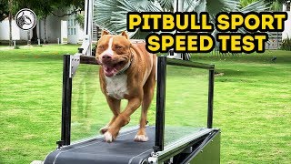 PRUEBA DE VELOCIDAD PIT DEPORTE/ SPEED TEST PITBULL SPORT