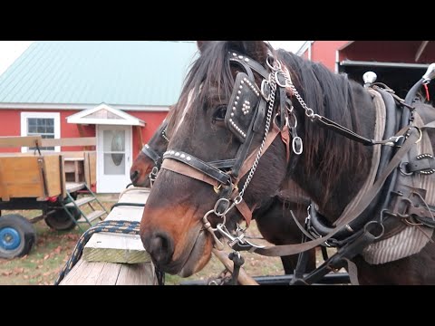 Just Out Horsing Around On A Beautiful Day.