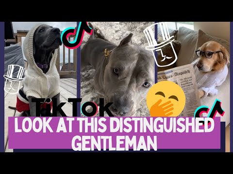 YouTube video about: What a distinguished gentleman dog?