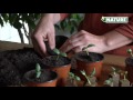 étiquette à planter 10cm 40 pièces | video 1