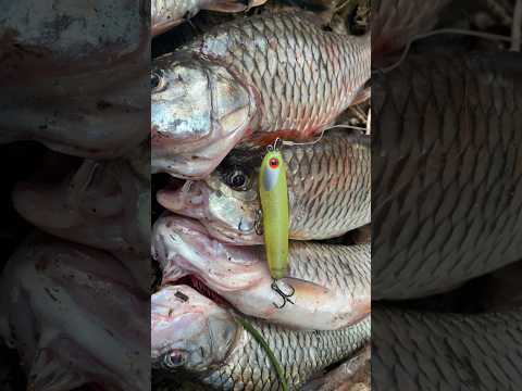 PENSIL LURE VS HAMPALA #fishing #fishingvideo #shorts #hampala #pensil#mancing