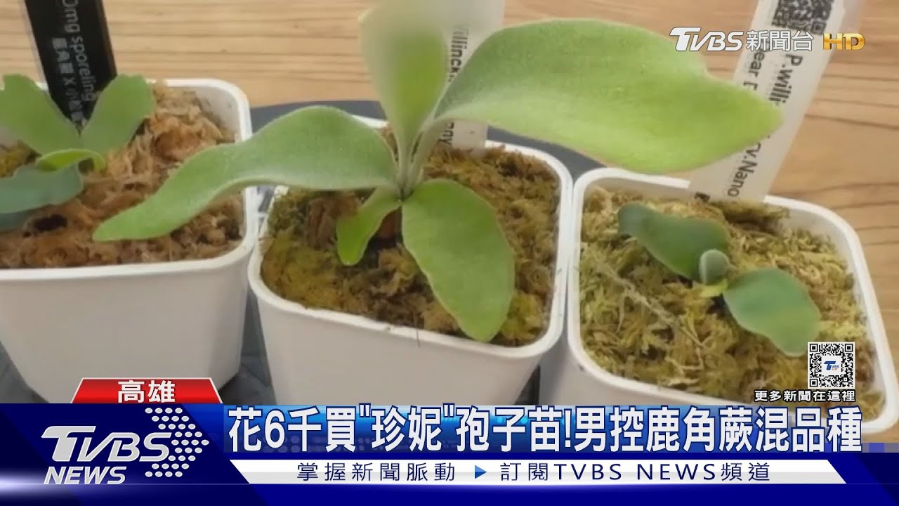 這不是珍妮!花6千買孢子苗 男控鹿角蕨品種不純