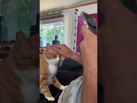 Part 47 #funny #cat#OddlySatisfying